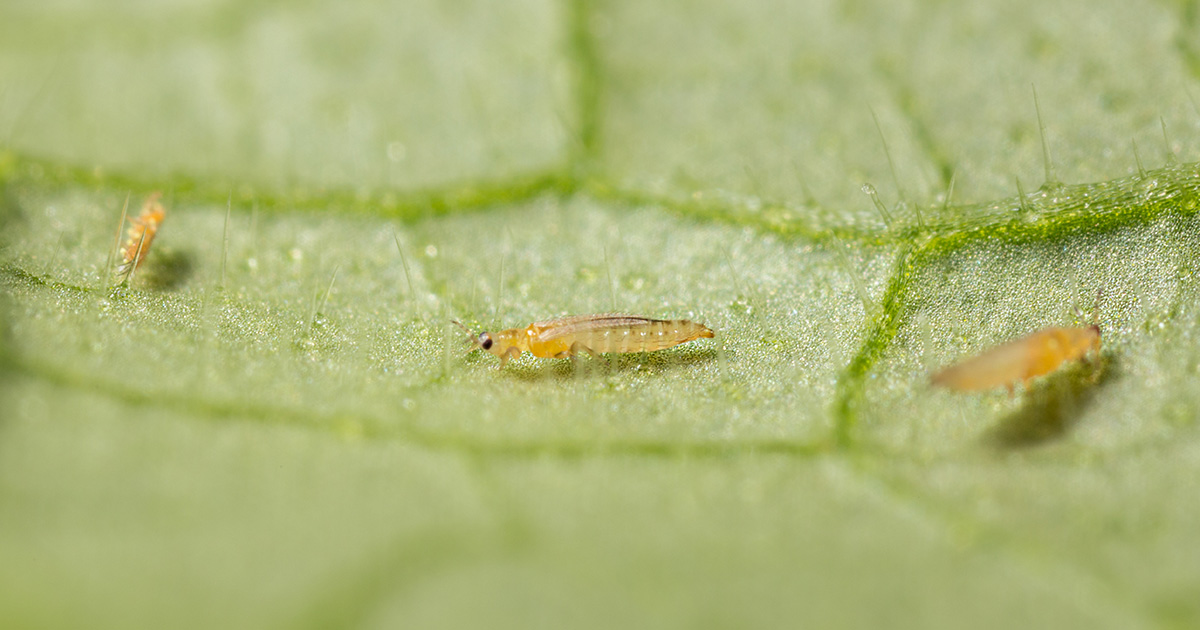 How to Get Rid of Thrips