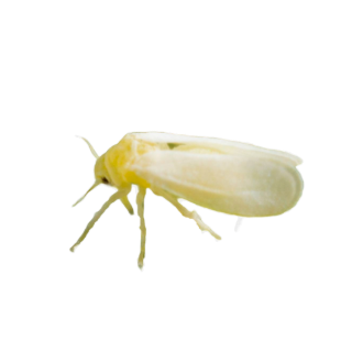 Whitefly