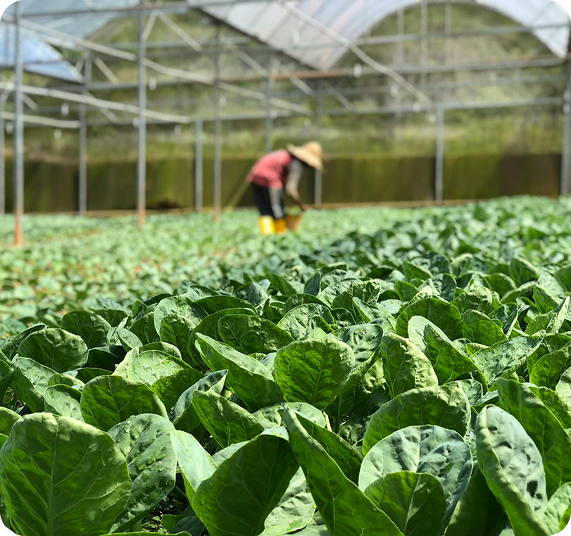 Quick Guide: Overwintering Insects & Mites