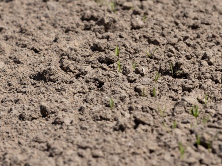 February and Thrips: What Changes & Why it Matters