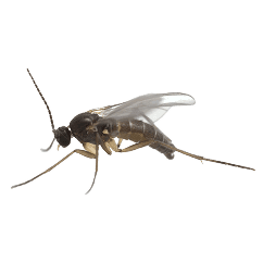 Fungus Gnat