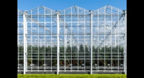 Late Summer Thrips and Whitefly Control