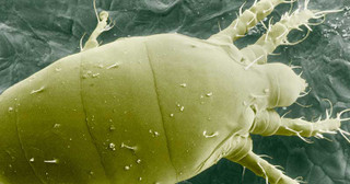 Learn More about Broad Mites