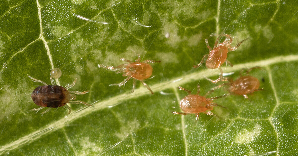 Observing the Physical Appearance of Spider Mites