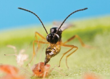 Beneficial Insects for Houseplants