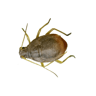 Root Aphids