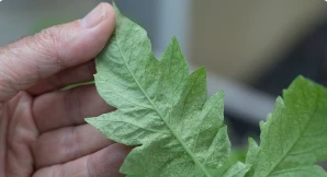 Bringing Houseplants Indoors? What to Watch For