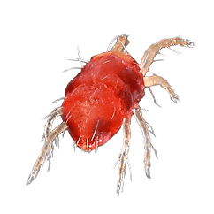 Spider Mites