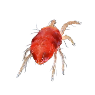Spider Mites