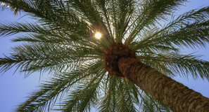 How Heat Stress Doubles Your Pest Pressure During Summer