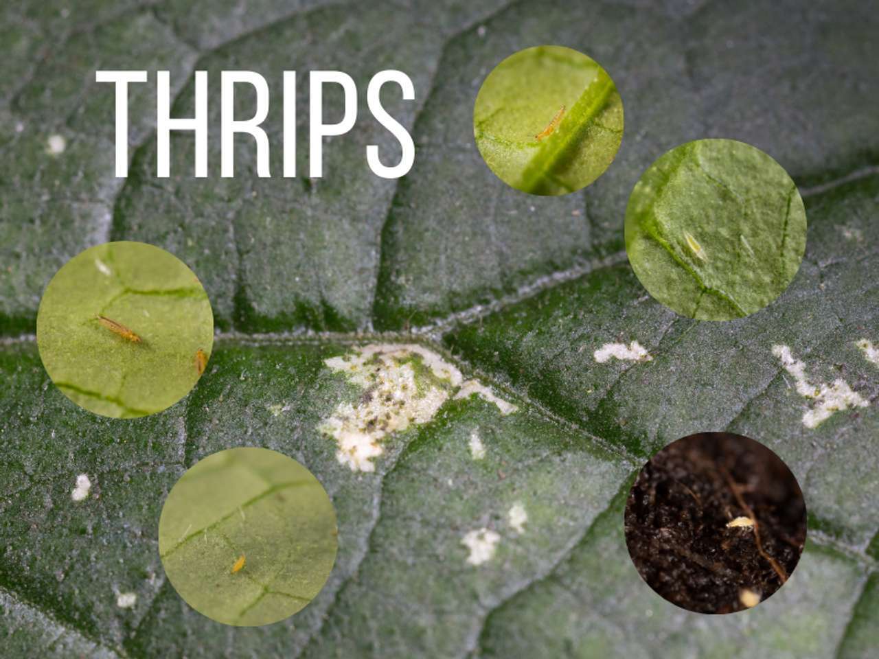 What Does a Western Flower Thrips Look Like?