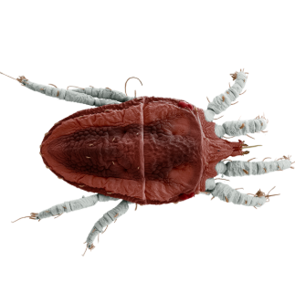 Flat Mites
