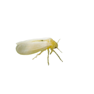 Whitefly