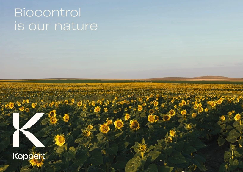  Why Western Flower Thrips on Cut Flowers Peak in Spring and Why May Demands Action