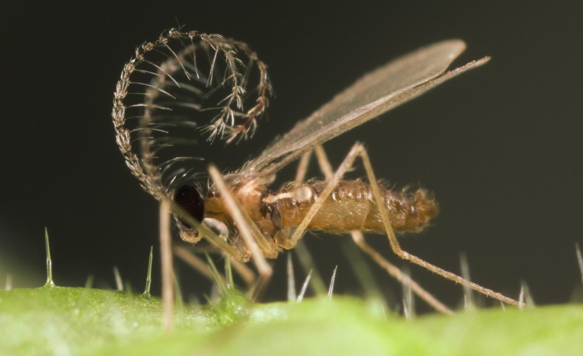Aphidend (Aphidoletes aphidimyza) — Gall Midge Pupae - Natural Enemies