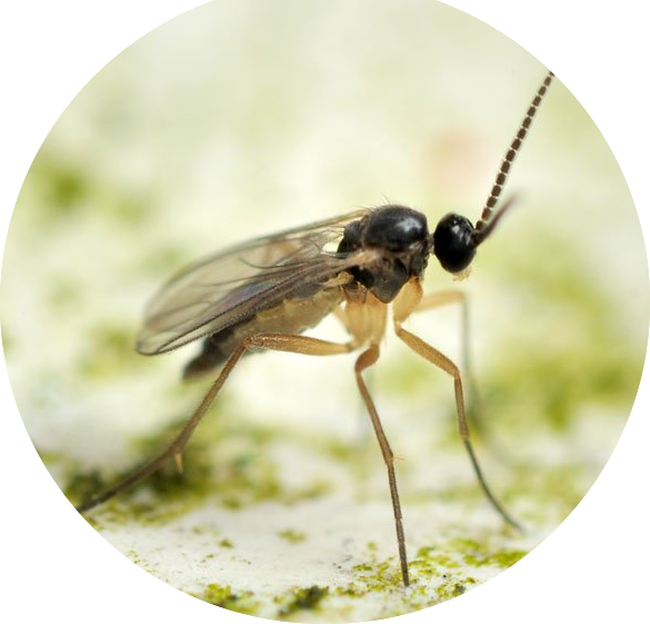 fungus-gnat-oval.png