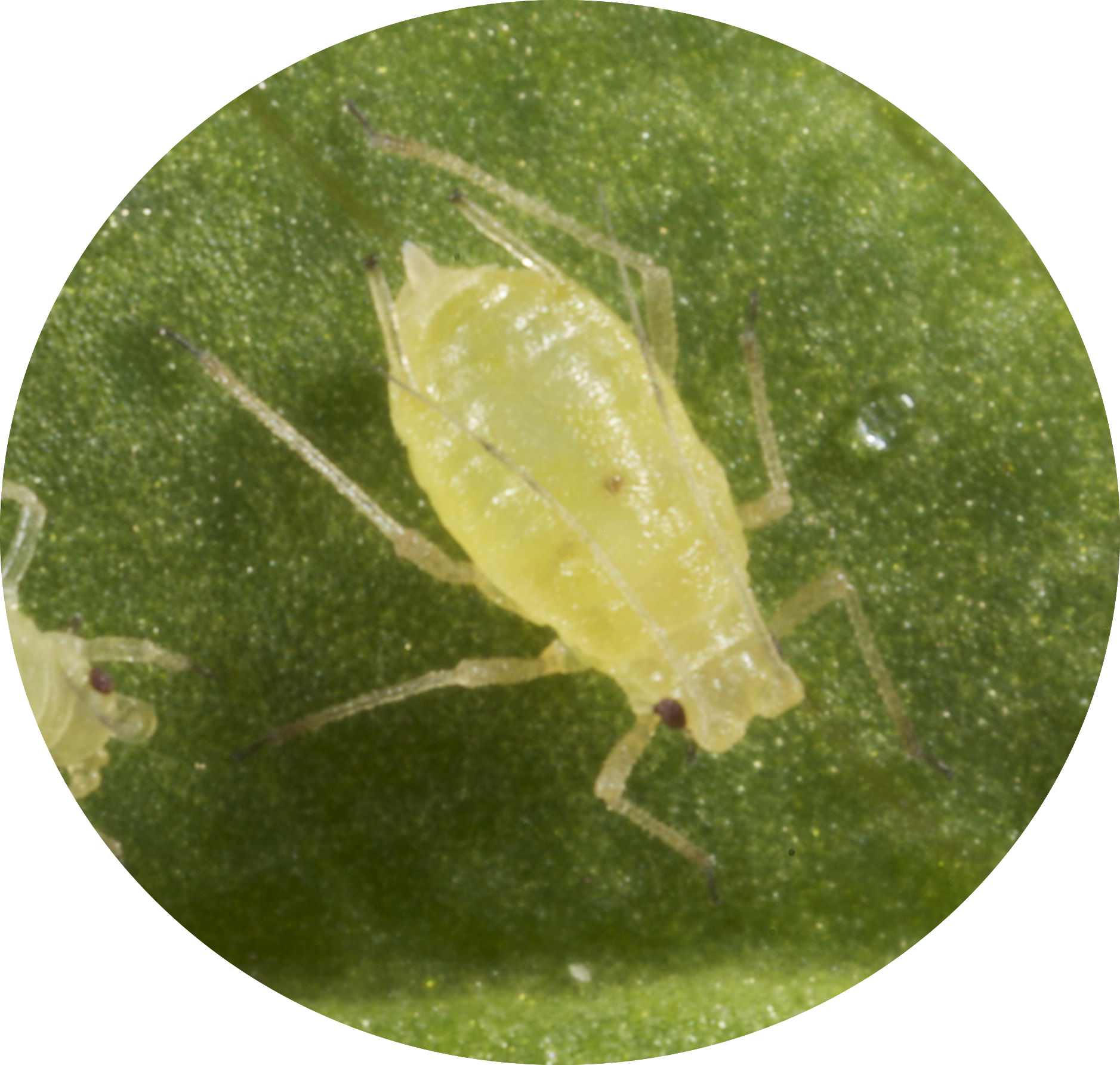 green-peach-aphids