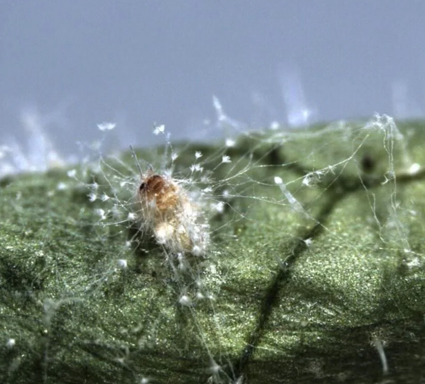 How to Use Isarid Mycoinsecticide for Effective Biological Control ...