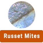 Learn More About Russet Mites