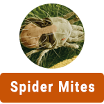 Learn More About Spider Mites