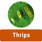 Learn More About Thrips