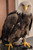 DAR America 250! Eagle