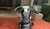 CUSTOM ENGINE GUARD HIGHWAY CRASH BAR 4 HARLEY  FATBOY SOFTAIL 1.25"  2000-2017