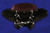 Universal ABS Fairing Batwing Windshield Cruiser Honda Shadow RS 750 Sabre 1100