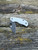 The Spyderco Urban GP Knives Exclusve with white FRN scales and PVD coated REX45 blade.