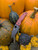 The Spyderco SHAMAN® JB Outman Exclusive with orange micarta scales and a DLC M390 blade in the pumpkin patch.