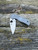 Pre-Owned Spyderco Native® 5 Lightweight Maxamet®