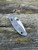 Pre-Owned Spyderco Manix® 2 Lightweight Maxamet®