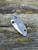 Pre-Owned Spyderco Manix® 2 Lightweight Maxamet®