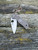 Pre-Owned Spyderco Native® 5 Lightweight Brown FRN CPM® 15V® Sprint Run®
