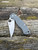 Pre-Owned Spyderco Para Military 2 Satin Rex 76 Brick Dark Grey G10 Exclusive