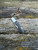 The G-Sakai Fisher Folding Knife is a distinctive and rarely encountered design created by Japanese custom maker Masao Takahashi and manufactured in Seki, Japan by G‑Sakai.