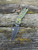 Pre-Owned Spyderco SMKW Exclusive Para 3 Folding Knife DLC Cru-Wear/Toxic Storm FatCarbon