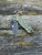 Pre-Owned Spyderco SMKW Exclusive Para 3 Folding Knife DLC Cru-Wear/Toxic Storm FatCarbon