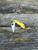 The Spyderco LadyBug 3 Salt with serrated blade in H1 steel and yellow FRN handle scales.