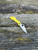 The Spyderco LadyBug 3 Salt with serrated blade in H1 steel and yellow FRN handle scales.