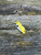 The Spyderco LadyBug 3 Salt with serrated blade in H1 steel and yellow FRN handle scales.