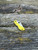 The Spyderco LadyBug 3 Salt with serrated blade in H1 steel and yellow FRN handle scales.