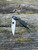 Kiwi 4 Pocket Knife 2.94" Wharncliffe VG-10 Blade, Black G10 Handles