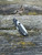 Kiwi 4 Pocket Knife 2.94" Wharncliffe VG-10 Blade, Black G10 Handles