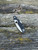 Kiwi 4 Pocket Knife 2.94" Wharncliffe VG-10 Blade, Black G10 Handles