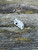 Pre-Owned Spyderco Spin Etched