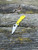 The Spyderco LadyBug 3 Salt with serrated blade in H2 steel and yellow FRN handle scales.