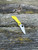 The Spyderco LadyBug 3 Salt with serrated blade in H2 steel and yellow FRN handle scales.