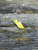 The Spyderco LadyBug 3 Salt with serrated blade in H2 steel and yellow FRN handle scales.