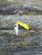 The Spyderco LadyBug 3 Salt with serrated blade in H2 steel and yellow FRN handle scales.